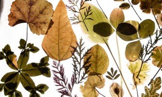 Estratti botanici contro l'invecchiamento della pelle