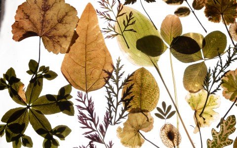 Estratti botanici contro l'invecchiamento della pelle Estratti botanici contro l'invecchiamento della pelle