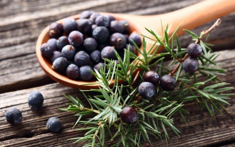 Le Bacche di Ginepro: Un Ingrediente Segreto per Esaltare i tuoi Piatti Le Bacche di Ginepro: Un Ingrediente Segreto per Esaltare i tuoi Piatti