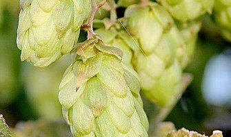 Il luppolo selvatico