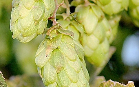 Il luppolo selvatico Il luppolo selvatico