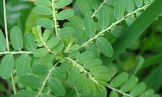 Erba spaccapietra rimedio naturale contro i calcoli renali