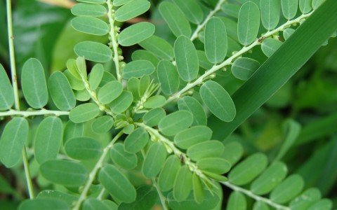 Erba spaccapietra rimedio naturale contro i calcoli renali Erba spaccapietra rimedio naturale contro i calcoli renali