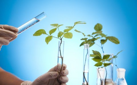 Piante medicinali Piante medicinali