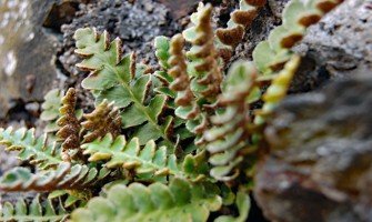 Spaccapietra pianta e le sue proprietà ( Ceterach officinarum )