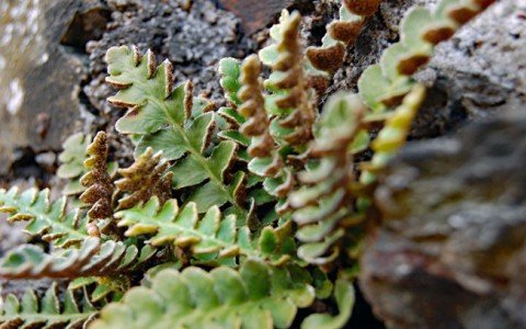 Spaccapietra pianta e le sue proprietà ( Ceterach officinarum ) Spaccapietra pianta e le sue proprietà ( Ceterach officinarum )