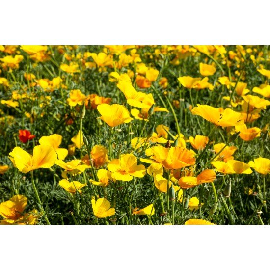 Escolzia pianta taglio tisana Escolzia pianta taglio tisana