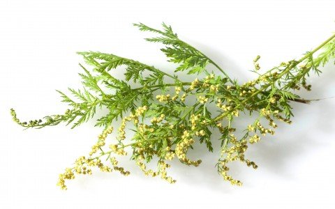 Artemisia e i suoi benefici Artemisia e i suoi benefici