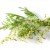 Artemisia e i suoi benefici