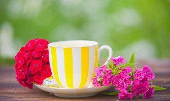 Svelare le piante medicinali che trasformano gli infusi e i liquori tradizionali