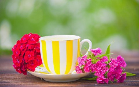 Svelare le piante medicinali che trasformano gli infusi e i liquori tradizionali Svelare le piante medicinali che trasformano gli infusi e i liquori tradizionali