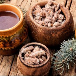 Pino gemme taglio tisana Pino gemme taglio tisana