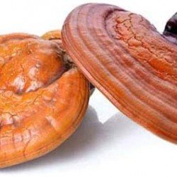 Reishi estratto in polvere Reishi estratto in polvere