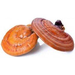 Reishi estratto in polvere 