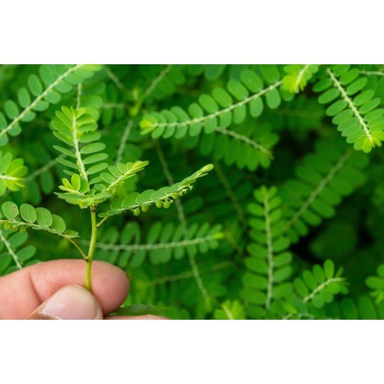 Spaccapietra pianta taglio tisana Spaccapietra pianta taglio tisana