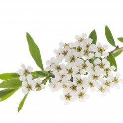 Spirea Ulmaria taglio tisana Spirea Ulmaria taglio tisana