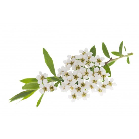 Spirea Ulmaria taglio tisana Spirea Ulmaria taglio tisana