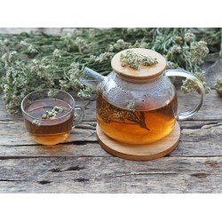 Achillea sommità taglio tisana Achillea sommità taglio tisana