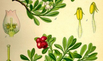 Benefici delle foglie di uva ursina