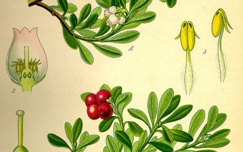 Benefici delle foglie di uva ursina Benefici delle foglie di uva ursina