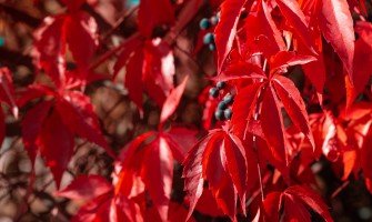 Vite rossa tisana e i suoi benefici