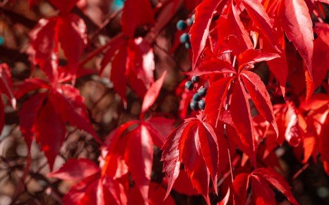 Vite rossa tisana e i suoi benefici Vite rossa tisana e i suoi benefici