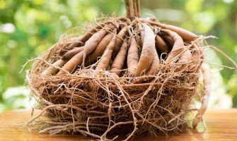 Usi e benefici della radice di asparago
