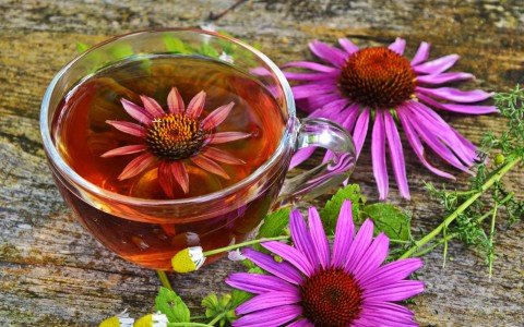 Echinacea: i benefici e gli usi di questa potente erba Echinacea: i benefici e gli usi di questa potente erba