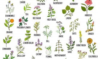 Erbe officinali che purificano l'organismo
