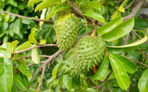 Graviola benefici Graviola benefici