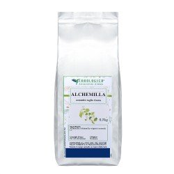 Alchemilla tisana Alchemilla tisana