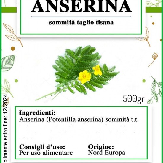 Anserina sommità taglio tisana Anserina sommità taglio tisana