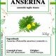 Anserina sommità taglio tisana Anserina sommità taglio tisana