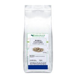Borsa pastore pianta tisana Borsa pastore pianta tisana