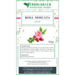 Rosa moscata boccioli interi
