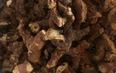 I benefici e gli usi della Pianta Galanga: Scopri le proprietà terapeutiche di questa meraviglia naturale I benefici e gli usi della Pianta Galanga: Scopri le proprietà terapeutiche di questa meraviglia naturale