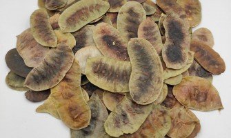 Senna interi follicoli