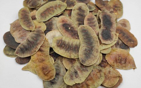 Senna interi follicoli Senna interi follicoli