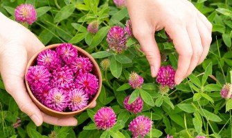 Trifoglio rosso usi e benefici per la salute