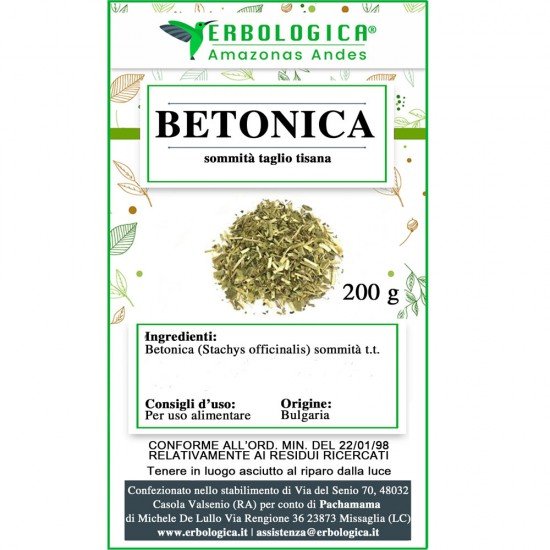Betonica sommità tisana Betonica sommità tisana
