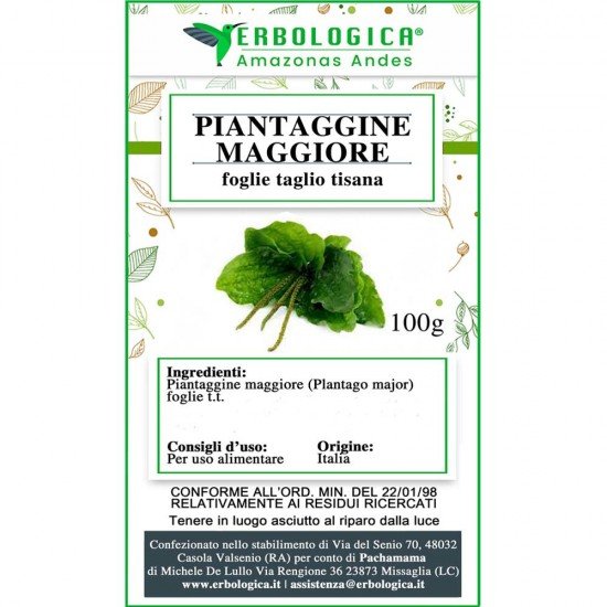 Piantaggine Maggiore foglie taglio tisana Piantaggine Maggiore foglie taglio tisana