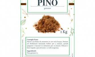 Erba del mese: gemme di pino benefici